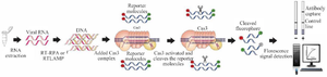 <p>Figure 4. Schematic of CRISPR-based nucleotide detection (CONAN).</p>