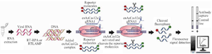 <p>Figure 5. Schematic of CRISPR-based nucleotide detection (VaNGuard).</p>