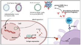<p>Figure 1. Schematic illustration of viral vector vaccines against SARS CoV-2 and prevention of infection. Intramuscular (IM), Electroporation (EP).</p>