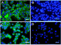 <p>Figure 2. Immunocytochemistry (ICC) assay on breast carcinoma cell lines. Mouse monoclonal anti-sortilin antibody 2D8-E3 was used as a primary antibody and FITC-conjugated sheep anti-mouse antibody as secondary antibody (Green). DAPI was used for counterstaining the nucleus (Blue). A) (4T1 cells), C (MDA-MB231 cells), mouse IgG isotype controls. B) (4T1 cells) and D (MDA-MB231 cells).</p>