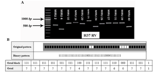 Figure 1. A) PCR products of the various M. tuberculosis H37RV isolates with using primer that amplify 12 locus MIRU-VNTR. Lane M, 100-bp molecular marker. B) Genotypic of M. tuberculosis H37RV. Spoligotyping is from the MIRU-VNTR plus database MIRU-VNTR: Mycobacterial Interspersed Repetitive Units Variable Number Tandem Repeat