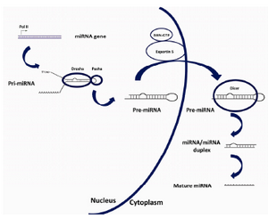 Figure 1. The biosynthesis pathway for miRNAs
