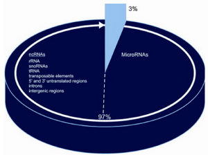 Figure 2. Coding and non-coding DNA in human genome