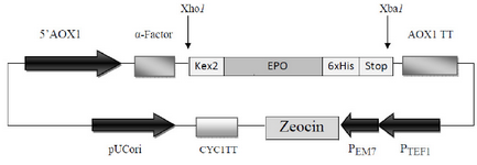 Figure 1. Schematic diagram of recombinant pPICZαA harboring HuEpo gene (PICZαA-Epo: 4.1 Kbp). Xho I and Xba I denote to the restriction sites employed for directional cloning of Epo gene into pPICZαA under control of AOX1 promoter, down stream of secretion signal (α-factor) and cleavage sequence (kex2). AOX1 TT, 6xHis and Stop denote to the transcription termination sequence, His tag and stop codons, respectively
