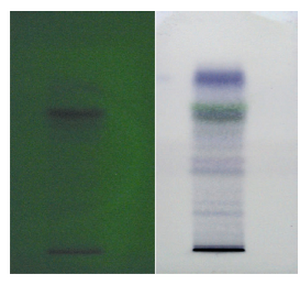 Figure 1. TLC plates for chloroform extract of Mimosa pudica