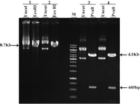 Figure 2. Restriction analysis of pEGFP-N1 and pcDNA3. 1/His/LacZ 1&amp;2: different clones of pEGFP-N1 3&amp;4: different clones of pcDNA3.1/His/LacZ Uncut: undigested plasmids M: 1 Kb marker