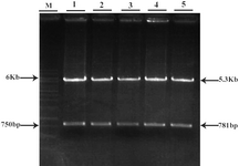 Figure 4. Restriction analysis of GFP/Neo vector
1-5: different clones of GFP/Neo vector after double digestion with HindIII/NotI 
M: 1 Kb marker