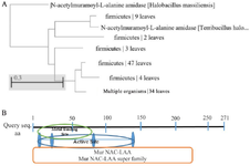 <p>Figure 1. A) The phylogenetic tree for the optimized LysM2, based on the Neighbor-Joining method. B) <em>In silico</em> investigation of the catalytic domain of LysM2</p>