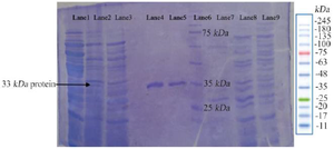 <p>Figure 4. The photogram of LysM2 protein on 12% SDS-PAGE. The relevant 33 <em>kDa</em> band is indicated in the Lanes 1, 2: LysM2 protein, Lane 3: Control, Lanes 4, 5: Purified protein, Lane 6: Ladder protein 10-250 <em>kDa</em>, Lane 7: Purified control without IPTG induction, Lane 8: <em>E. coli</em> BL21DE3, Lane 9: Pre induction of pET28a without the insert.</p>