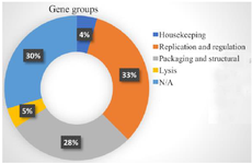 <p>Figure 1. Analysis of the prophage gene groups.</p>
