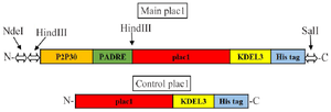 <p>Figure 1. Schematic representation of main and control plac1 constructs. Restriction enzyme recognition sites are shown by arrows.</p>