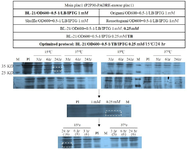 <p>Figure 2. Optimization of main plac1 expression in prokaryotic system. In the first step, the bacterial strain was selected under the same conditions. In the next step, the IPTG concentration was set up. Finally, the bacterial culture medium and cultivation time and temperature were selected. Optimized conditions are shown in bold letters. SDS-PAGE analysis was performed using 12% polyacrylamide gel and Coomassie Blue R-250 stain. Specific bands are shown by dashed rectangles. The relative density (percentage) of the desired protein in the optimized condition is shown in parenthesis.</p>
<p>PI: Pre-induction, M: Protein marker.</p>