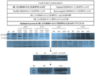 <p>Figure 3. Optimization of control plac1 expression in prokaryotic system. The optimization steps were the same as with main PLAC1 (Figure 2). Optimized induction time and temperature were selected based on the optimal parameters of main PLAC1 expression. SDS-PAGE analysis was performed using 12% polyacrylamide gel and Coomassie Blue R-250 stain. Specific bands are shown by dashed rectangles. The relative density (percentage) of the desired protein in the optimized condition is shown in parenthesis.</p>
<p>PI: Pre-induction, M: Protein marker.</p>