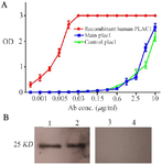 <p>Figure 5. Characterization of recombinant main and control plac1 proteins. Reactivity of main and control plac1 proteins was tested by ELISA and Western blotting. A) Wells of ELISA plate were coated with main or control plac1. In control wells, recombinant human PLAC1 was coated. Reactivity of the coated proteins with polyclonal anti-human PLAC1 antibody was tested by ELISA in triplicate. B) Reactivity of main (Lane 1) and control plac1 (Lane 2) with polyclonal antibody against recombinant human PLAC1 was confirmed by Western blotting. In negative control lanes (Lanes 3 and 4), primary antibody was omitted. Error bars show standard error of mean.</p>