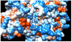 <p>Figure 1. Molecular docking interaction: cyclic peptide drug docked with target protein (electrostatic surface interaction). Ability of cyclic peptide to inhibit target from multiple sites.</p>