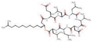 <p>Figure 2. 2D structure of cyclic lipopeptide&ndash;surfactin (query compound).</p>