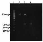 Figure 1. Agarose Electrophoresis in 1.5% gel, lane 1 1Kb ladder (Fermentas, Lithounia,), lane 2: pET-22b(+) with inserted S1 after digestion with NdeI, lane 3: pET-22b(+) with inserted S1 gene after double digestion with Nde1 and Xho1, lane4 PCR product of S1 gene