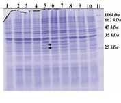 Figure 2. SDS-PAGE Electrophoresis of the expressed rS1 in BL21(DE3): lanes 1,2 and 3: extracts from cells harboring pET-22b(+) without S1 just before induction(0 hour), 3rd hours and 6th hours after induction, lanes 4: extract from cells harboring rS1-pET-22b(+) before induction(0 hour), lanes 5, 6 and 7: three separate clones 6th hours after induction,  lane 8 Cell extracts rS1-pET-14bclones from inserted vector 6th  hours after induction, lane 9 and 10 cell extracts of different clones of rS1-pAED4 6th  hours after induction, lane 11 MWM (Fermentas, Lithounia).