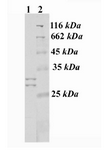 Figure 3. Western Blot assay by monoclonal antibody against pertussis toxin as the primary antibody and HRP conjugated antibody against mouse IgG as the secondary antibody. Lane 1 Cell extracts from cells harboring rS1-pET-22b(+) 6th hours after induction with IPTG (two distinct rS1with a little different molecular weights), lane 2 MWM (Fermentas, Lithounia)