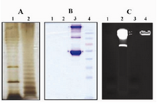 Figure 1. Silver, coomassie blue and ethidum bromide stainings of purified LPS
LPS from E coli (Lanes 1A and 1B) and  S.typhi (lanes 2A and 2B) was purified by modified hot phenol-water extrac-tion method and fractionated by SDS-PAGE electrophore-sis followed by silver (A) or commassie blue staining (B). Ladder pattern of LPS banding which is charasteristic of smooth gram negative bacteria is seen (A). The absence of band in commassie blue staining as shown in B indicates no contamination of purified LPS with bacterial proteins. Lane 3B: Human IgG and BSA, Lane 4B: Molecular weight marker. Residual nucleic acid contamination in purified LPS products was traced by eithidium bromide staining (C). Absence of band in LPS from E.coli (Lane 1C) and S.typhi (Lane 3C) shows no contamination with nucleic acids in purified LPS products. Lane 2C and 4C: Whole E. coli and S.typhi, respectively
