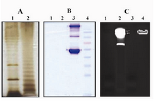 Figure 1. Silver, coomassie blue and ethidum bromide stainings of purified LPS
LPS from E coli (Lanes 1A and 1B) and  S.typhi (lanes 2A and 2B) was purified by modified hot phenol-water extrac-tion method and fractionated by SDS-PAGE electrophore-sis followed by silver (A) or commassie blue staining (B). Ladder pattern of LPS banding which is charasteristic of smooth gram negative bacteria is seen (A). The absence of band in commassie blue staining as shown in B indicates no contamination of purified LPS with bacterial proteins. Lane 3B: Human IgG and BSA, Lane 4B: Molecular weight marker. Residual nucleic acid contamination in purified LPS products was traced by eithidium bromide staining (C). Absence of band in LPS from E.coli (Lane 1C) and S.typhi (Lane 3C) shows no contamination with nucleic acids in purified LPS products. Lane 2C and 4C: Whole E. coli and S.typhi, respectively
