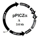 Figure 1. pPICZα vector map