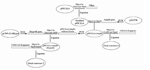 Figure 2. Schematic diagram of cloning steps