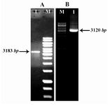 Figure 4. Figure A) Lane M: 1 kb DNA ladder. Lane 1: PCR product of COL1A (3183 bp). Figure B) Lane M: DNA Ladder and lane 1 PCR product of COL1A2 (3120 pb)