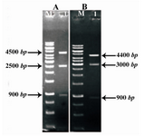 Figure 5. Restriction analysis of pPICZα-COL1A1 and pPICZα-COL1A2 by BglII. A) Lane 1: Digestion of pPICZα-COL1A1. B) Lane 1: Digestion of pPICZα-COL1A2. Lane M: 1 kb DNA ladder