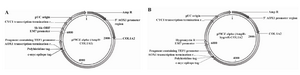 Figure 6. Schematic picture of final constructs. Part A) shows final construct containing COL1A1 and part B) shows final construct containing COL1A2