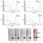 Figure 2. Purification of TGRA8. A) Chromatograms of the immobilized metal affinity chromatography (IMAC) purification of TGRA8. The purification was performed by using the HisTrap FF column (5 ml) and buffers made at four pH values of 7.5, 8.1, 8.75 and 9.25. Initially, the column was equilibrated with the binding buffer (5 mM imidazole, 50 mM Tris–HCl, 500 mM NaCl). The soluble E.coli lysate was passed though the column and the unbound proteins were collected (Flow Through). The column was then washed step-wised with the binding buffer containing 35 (Wash 1), 60 (Wash 2) and 90 (Wash 3) mM imidazole. Absorbed material was eluted with the binding buffer containing 500 mM imidazole (Elution). The purity and yield of TGRA8 was improved when pH was increased from 7.5 to 9.25. The star mark possibly represents shows the peak of impurities. FT) flow through, W1: wash 1, W2: wash 2, W3: wash 3 and E: Elution. B) SDS-PAGE analysis of TGRA8 purified by IMAC at four different pH. Protein samples of unbound proteins (FT), wash 1 (W) and elution (E) fractions were analyzed. The purity of TGRA8 was considerably improved with increasing the pH from 7.5 to 9.25. The arrows represent bacterial proteins co-purified with TGRA8. The 54 kDa protein band, marked with a star sign, might be the dimmer of TGRA8 as it reacts with Toxoplasma-specific antibody on 12 % SDS-PAGE stained with Coomassie Blue. C) Silver nitrate staining of the purified TGRA8. At pH 9.25 TGRA8 was purified near to homogeneity. On silver stained gel only 2 specific bands of 27 and 54 kDa could be observed. M: Protein molecular weight marker