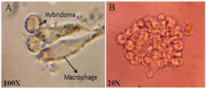 <p>Figure 4. Single hybridoma cell (A) and single colony of specific hybridoma cell (B) after limited dilution culture.</p>
