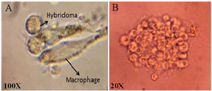 <p>Figure 4. Single hybridoma cell (A) and single colony of specific hybridoma cell (B) after limited dilution culture.</p>
