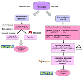 <p>Figure 1. Study workflow.</p>