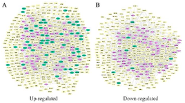 <p>Figure 5. Regulatory sub-networks. A) The sub-network was generated by merging motifs No.14, 78, and 164 in the up-regulated gene network. B) Merging motifs No.78 and 164 in the down-regulated network. Pink diamond nodes are miRNAs, green circular show genes, and yellow rectangles represent the transcription factors.</p>
