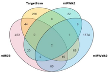 <p>Figure 3A. Venn diagram shows the intersection of target genes that were retrieved from four miRNA target prediction tools (miRDB, TrgetScan 7.2, mirWalk2, and mirWalk3).</p>
