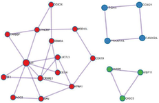 <p>Figure 7. Clusters extracted from PPI network by MCODE. Three clusters and their involved genes are shown in different colors.</p>
