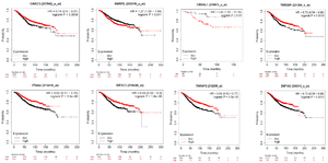 <p>Figure 8. Prognostic value of miR-802 target genes. These 8 genes have better prognosis in breast cancer patients.</p>
