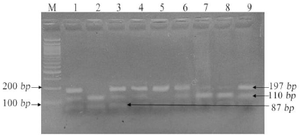 <p>Figure 3. Restriction fragment length polymorphism result of BMP4 rs17563 (T&gt;C).</p>
