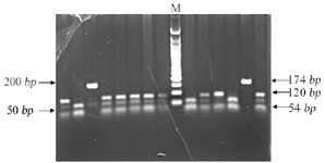 <p>Figure 4. Restriction fragment length polymorphism result of TGFA rs11466297 (A&gt;C).</p>
