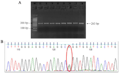 <p>Figure 5. Sanger Sequencing result of IRF6 rs2235371 (G&gt;A).</p>
