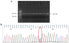 <p>Figure 5. Sanger Sequencing result of IRF6 rs2235371 (G&gt;A).</p>
