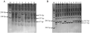 <p>Figure 1. Representative gel pictures of polymerase chain reaction-restriction fragment length polymorphism (PCR-RFLP) results. A) The rs2013162 C/A polymor&shy;phism PCR-RFLP result. Lane M; Ladder 100 <em>bp</em>, No. 1,2,5,7 and 8: heterozygote (CA), No. 3; homozygote (AA), No. 4; homozygote (CC), B) The rs2235375 G/A polymorphism PCR-RFLP result. Lane M; Ladder 100 <em>bp</em>, No. 1,3,5,9,10,11 and 12; heterozygote (CG), No. 2; homozygote (GG), No. 4,6,7 and 8; homozygote (CC).</p>
