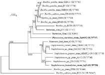 <p>Figure 2. Phylogenetic tree of gram-positive marine bacterial isolates reported in this work based on 16S rDNA. Marine bacterial strains that were used in the next experiments are shown in bold. Scale bar represents nucleotide substitutions per sequence site</p>
