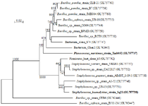 <p>Figure 2. Phylogenetic tree of gram-positive marine bacterial isolates reported in this work based on 16S rDNA. Marine bacterial strains that were used in the next experiments are shown in bold. Scale bar represents nucleotide substitutions per sequence site</p>
