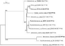 <p>Figure 3. Phylogenetic tree of gram-negative marine bacterial isolates reported in this work based on 16S rDNA. Marine bacterial strains that were used in the next experiments are shown in bold. Scale bar represents nucleotide substitutions per sequence site.</p>