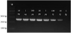 <p>Figure 3. Gel electrophoresis of Se400-PCR product on 1.5% agarose gel. 264 <em>bp</em> amplicons are shown at various concentrations of <em>S. epidermidis</em> pure DNA as template. Amplicons using 10 <em>ng</em>, 1 <em>ng</em>, 100 <em>pg</em>, 10 <em>pg</em>, 1 <em>pg</em>, 100 <em>fg</em>, 10 <em>fg</em>, and 1 <em>fg</em> are shown in lanes.</p>
