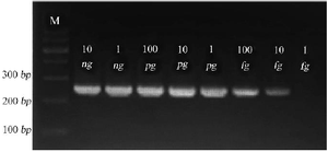 <p>Figure 3. Gel electrophoresis of Se400-PCR product on 1.5% agarose gel. 264 <em>bp</em> amplicons are shown at various concentrations of <em>S. epidermidis</em> pure DNA as template. Amplicons using 10 <em>ng</em>, 1 <em>ng</em>, 100 <em>pg</em>, 10 <em>pg</em>, 1 <em>pg</em>, 100 <em>fg</em>, 10 <em>fg</em>, and 1 <em>fg</em> are shown in lanes.</p>
