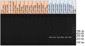 <p>Figure 4. Gel electrophoresis of Se400-PCR products. The amplicon size is 264 <em>bp</em>. M: 100-<em>bp</em> molecular DNA ladder (Pars Tous, Iran).</p>