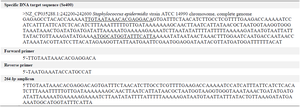 <p>Table 1. The Se400 sequence, the designed primers for PCR, and amplicon</p>